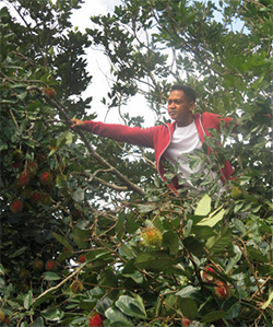 A member of the Rotary Community Corps Calawis harvests rambutan.